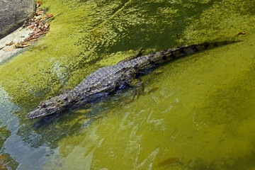 Cayman on lake in zoo, Rio de Janeiro, Brazil