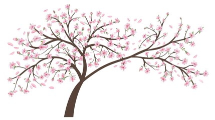 Obraz premium &nbsp;The Captivating White Background Cherry Blossom Tree: A Vision of Delicate Beauty and Springtime Splendor.