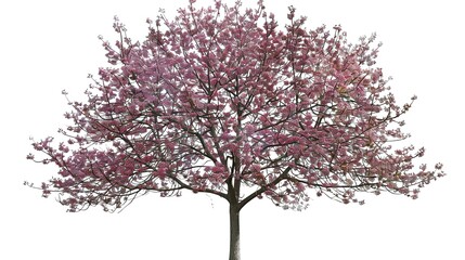 Obraz premium &nbsp;The Captivating White Background Cherry Blossom Tree: A Vision of Delicate Beauty and Springtime Splendor.