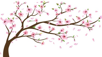 Fototapeta premium &nbsp;The Captivating White Background Cherry Blossom Tree: A Vision of Delicate Beauty and Springtime Splendor.