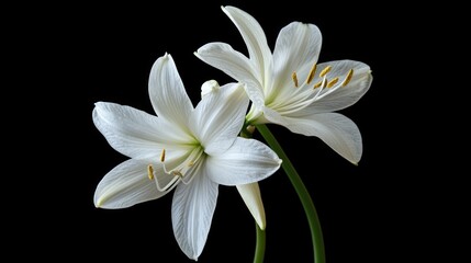 Fototapeta premium Elegant white blossoms on a dark background showcasing intricate petal details and natural beauty in close-up view.