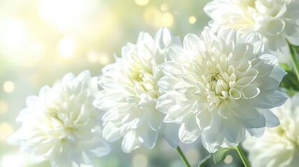 White blooming flowers illuminated by sunlight in a lush garden setting creating a serene and peaceful atmosphere.