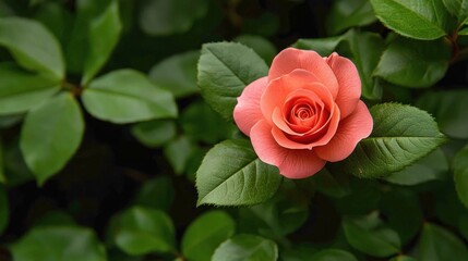 A Single Pink Rose in Full Bloom