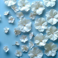 white plumeria flowers