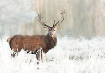 Red deer stag standing in frosty meadow in winter