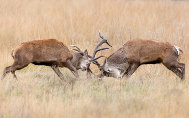 Red deer stags fighting during the rutting season in autumn