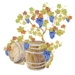 Two watercolor wooden oak barrels for storing fermented wine. Watercolor brown barrel with grape vine. Illustration of blue berries, leaves and branches. Clipart for wine labels, winery, restaurant.