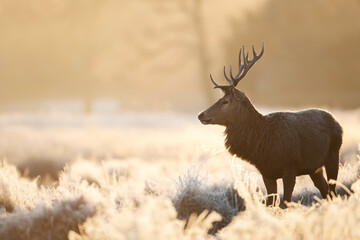 Obraz premium Red deer stag standing in frosty meadow in winter