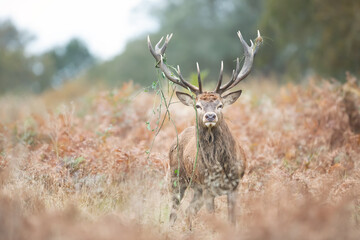 Portrait of a red deer stag standing in bracken during the rut in autumn