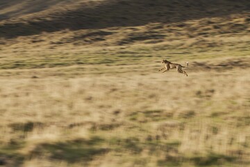 A striking image of a cheetah running at full speed across the open grasslands