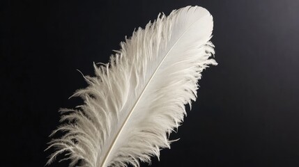 Obraz premium Delicate white feather gracefully displayed against a dark background highlighting its intricate texture and elegance