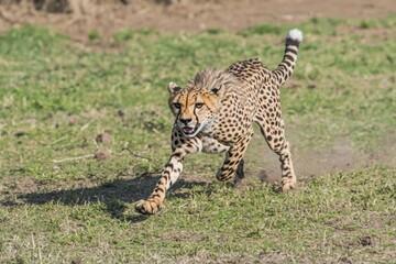 Fototapeta premium A striking image of a cheetah running at full speed across the open grasslands