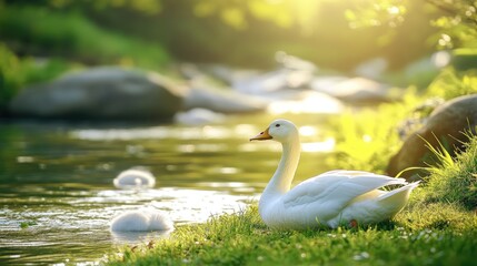 Obraz premium White duck by a serene riverbank in sunlight, perfect for nature-inspired designs and lifestyle concepts during spring or summer.