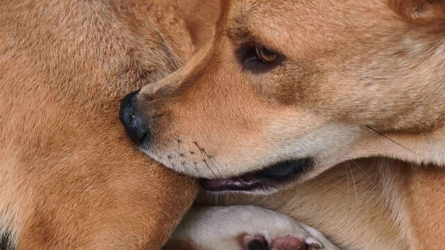 Dogs are getting rid of fleas by themselves.