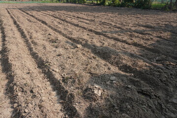 The agricultural field is ploughed properly before plantation 