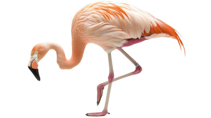 Naklejka premium Flamingo, transparent background