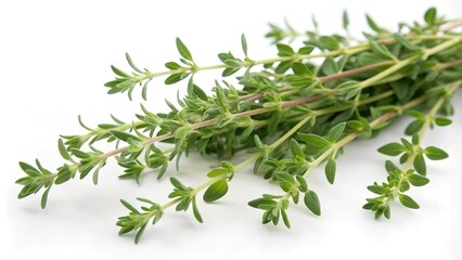 Fresh sprigs of green thyme (Thymus vulgaris) with small leaves and delicate stems on a clean white background