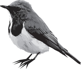 Ultramarine Flycatcher (Superciliaris ficedula) cute blue bird perching on top mossy stick over far blur green background in shaded sun lighting, amazing