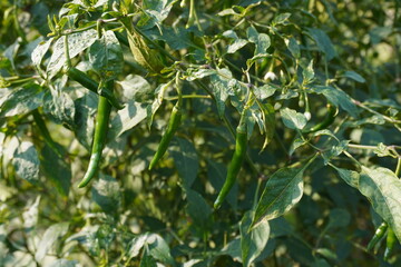Fototapeta premium The green chillies are hanging from the plant 