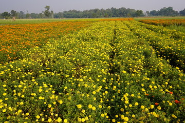 The yellow and orange marigold flowers are blooming on the flower bed in rows altogether 
