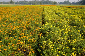 Obraz premium The flower bed is full with yellow and orange marigold flowers 