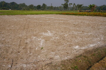 Saline soil occurs when salt accumulates in the soil, often appearing as white patches on the...