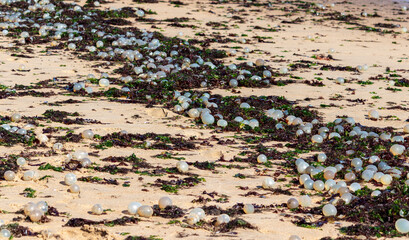 Seashore of La Paloma, Uruguay, featuring black sea snail egg capsules on the sand.	
