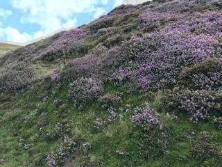violet heather on a meadow in mountains