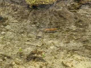 fish in water in a pond