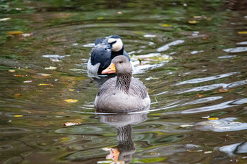 Graugans schwimmt im Teich