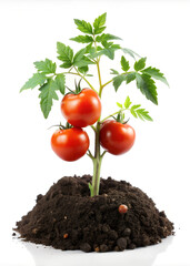 Healthy Tomato Plant with Soil Isolated on White Background for Gardening Enthusiasts.