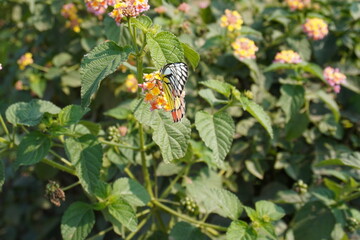 A butterfly is collecting honey from Lantana flower