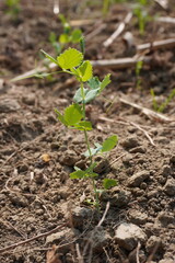 Tiny Green peas plant on the ground in close up