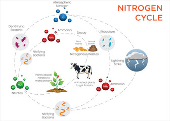 Nitrogen Cycle Diagram Visualizing Nitrogen Flow Through Fixation, Nitrification, and Denitrification