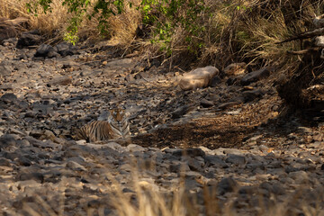 A tiger resting in the river channel at Panna Tiger Reserve, Madhya pradesh, India