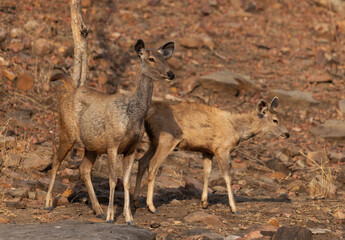 A pair of Sambar deer at Panna Tiger Reserve, Madhya pradesh, India