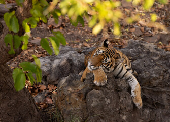 A tiger cub resting on rock and bokeh of leaf at Bhandavgarh tiger reserve, Madhya pradesh, India