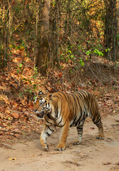 A tiger walking  on the road at Bhandavgarh Tiger Reserve, Madhya pradesh, India