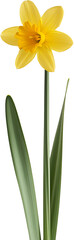 Obraz premium Daffodil Plant illustration Art - Beautiful Nargis flower PNG 