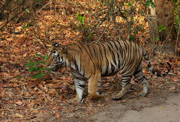 A massive male tiger on walk at Bhandavgarh Tiger Reserve, Madhya pradesh, India