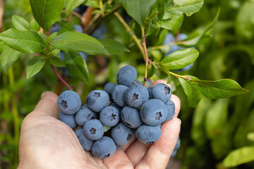 Garden blueberries are delicious, healthy berry fruits. Vaccinium corymbosum, blueberry. Man's hand...