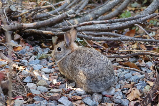 Wild cottontail rabbit  in the back yard, Colorado