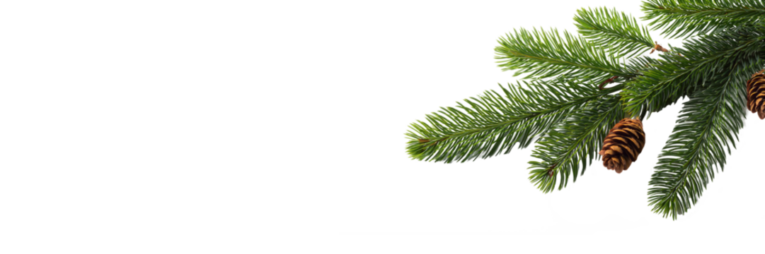 Winter pine branch with copy space