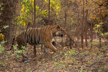 A tiger walking in the jungle of Bhandavgarh Tiger Reserve, Madhya pradesh, India