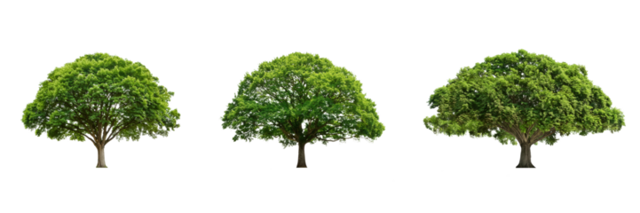 Green tree on transparent background. Set of three green trees
