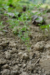 Tiny lentil plants on the field in close up
