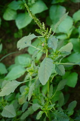 Green Amaranthus plant with its flower in close up