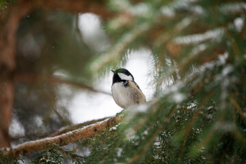 Im Baum Nest