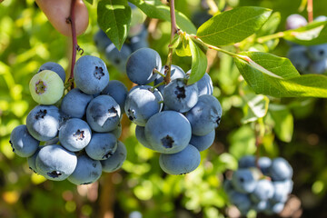 Garden blueberries delicious, healthy berry fruit. Vaccinium corymbosum, high Bush blueberry. Blue...