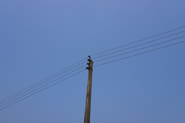 A power line supported by a utility pole which are used to transmit and distribute electrical energy
